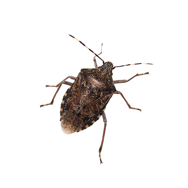 Stink Bug identification in Kalamazoo |  Griffin Pest Solutions