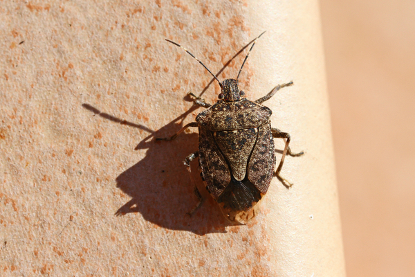 Brown marmorated stink bug (Halyomorpha halys) perched on the side of a home.