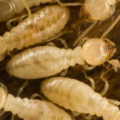 Closeup of subterranean termites