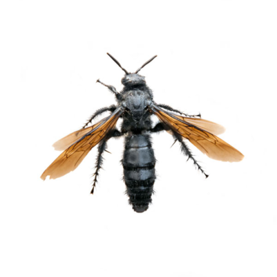 Tarantula Hawk Wasp identification in Kalamazoo |  Griffin Pest Solutions