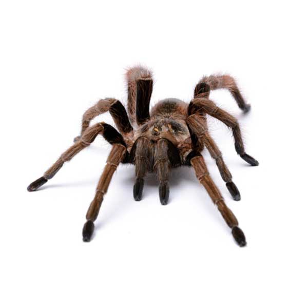 Tarantula identification in Kalamazoo |  Griffin Pest Solutions