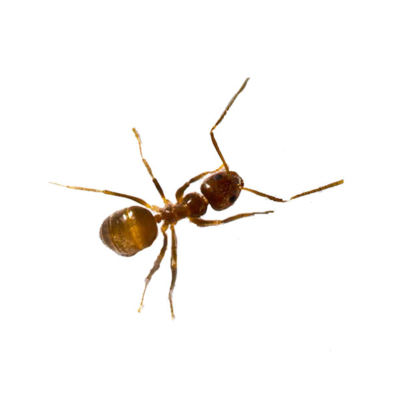 Tawny Crazy Ant identification in Kalamazoo |  Griffin Pest Solutions