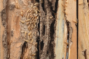 How to Deal With Termites
 in your area
