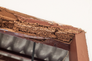 Subterranean termite damage on a door frame