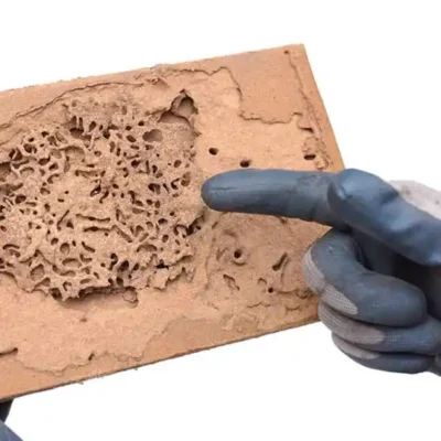 Gloved hand pointing at termite damage on a piece of wood