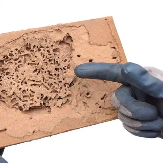 Gloved hand pointing at termite damage on a piece of wood