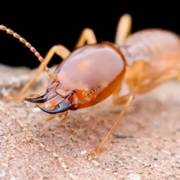 Up-close of a light brown termite