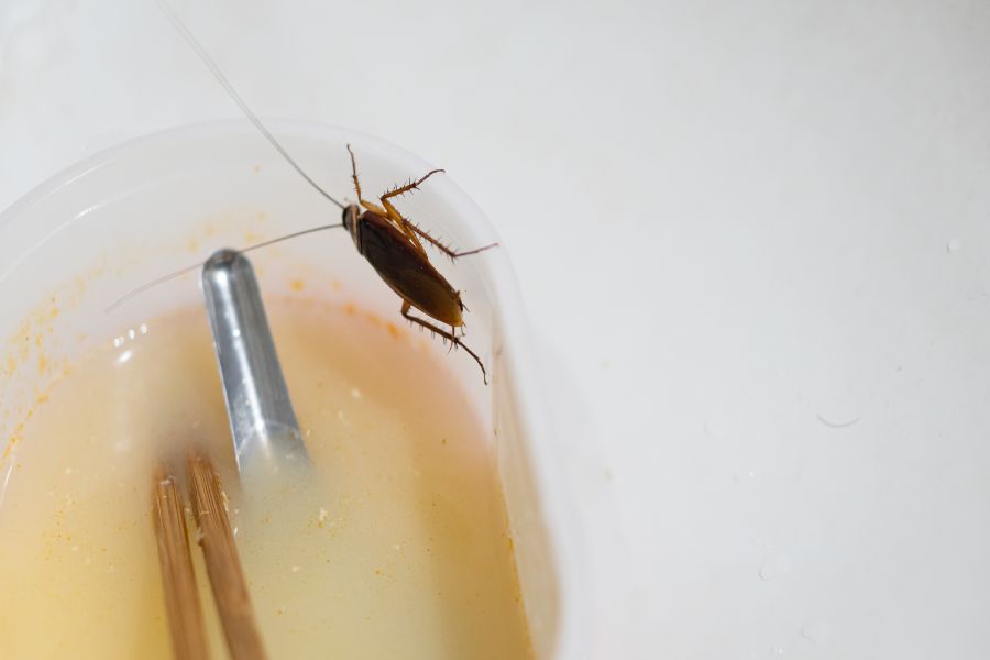 Cockroach standing on the inner rim of a soup bowl with broth in it.