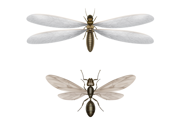 flying ants vs termites
Flying termites pictured above
Flying ants pictured below