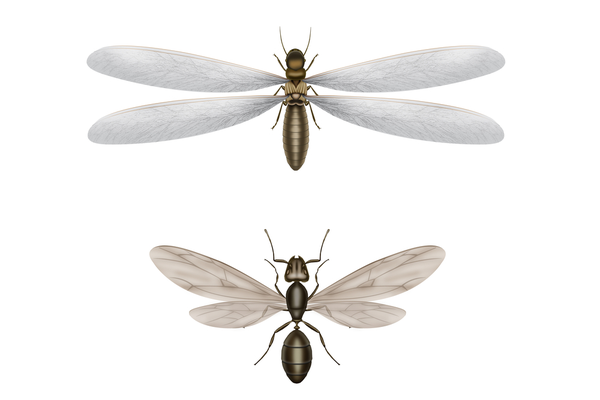 flying ants vs termites
Flying termites pictured above
Flying ants pictured below