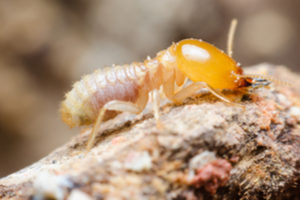Termites can do a lot of damage to your home's wood