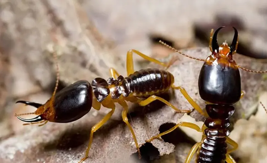 Closeup of of two dark brown termites on a tree.