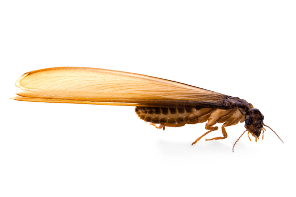 Termite with wings side profile