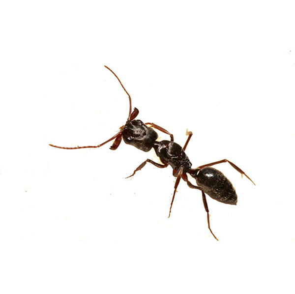 Trap-Jaw Ant identification in Kalamazoo |  Griffin Pest Solutions