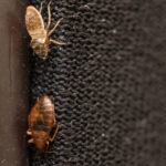 Bed bugs are pests that travel