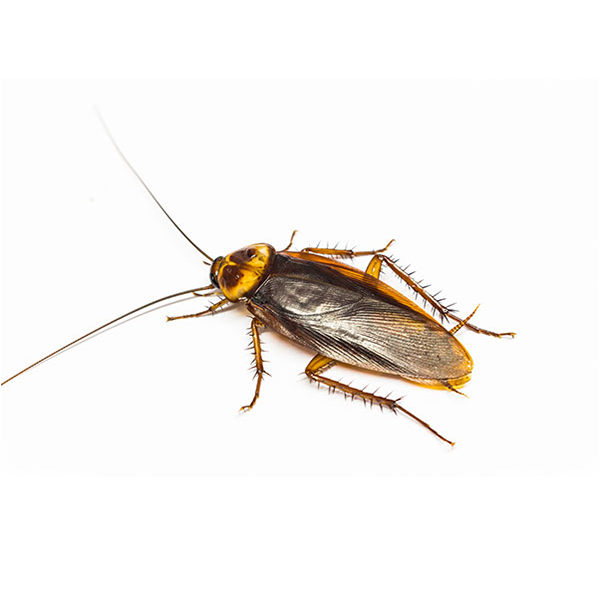 Turkestan Cockroach identification in Kalamazoo |  Griffin Pest Solutions