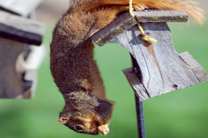 suspend your squirrel feeder in the air to frustrate squirrels