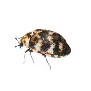 Varied Carpet Beetle identification in Kalamazoo |  Griffin Pest Solutions