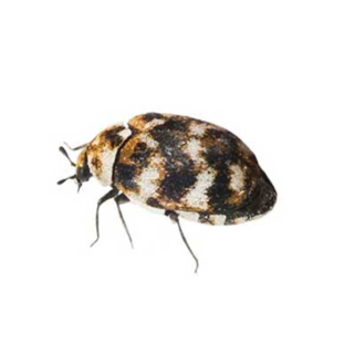 A varied carpet beetle on a white background