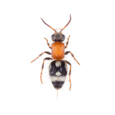 Velvet Ant Wasp identification in Kalamazoo |  Griffin Pest Solutions