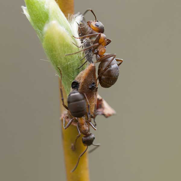 Velvety Tree Ant identification in Kalamazoo |  Griffin Pest Solutions