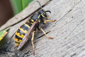 wasps