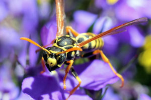 Wasp activity in summer