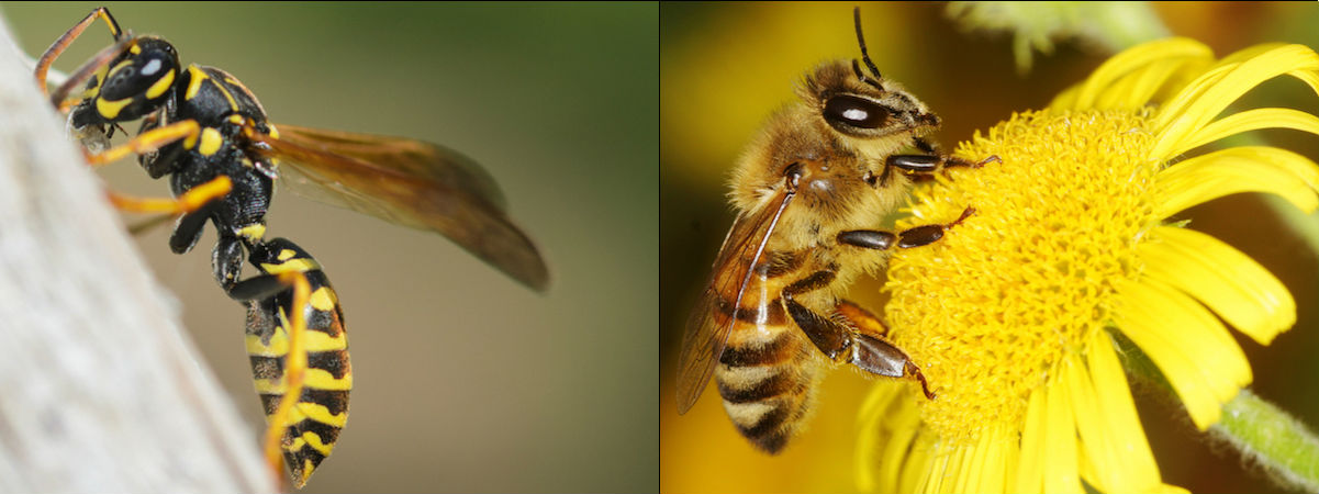 Wasp (left) vs. Bee (right)