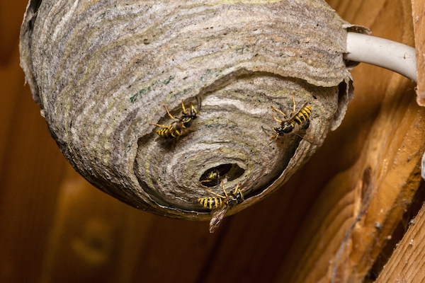 wasp nest