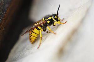 Wasps are dangerous and frustrating when they build wasp nests near people's homes