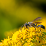 Why are wasps so active in fall?