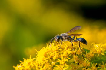 Why are wasps so active in fall?
