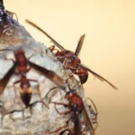Group of wasps on a wasp nest