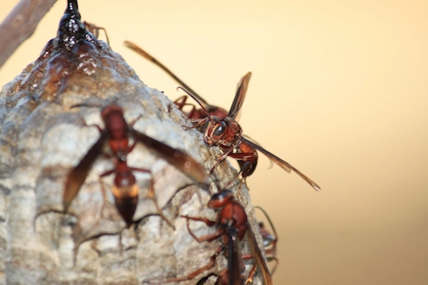 Group of wasps on a wasp nest