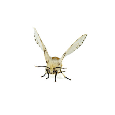 A webworm on a white background