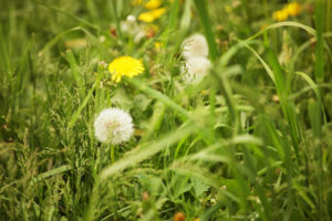 pull weeds out of your lawn to help prevent lawn pests this fall