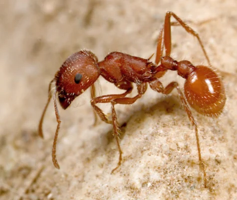 Harvester ant climbing on a rock - Effective ant control services offered by Griffin Pest Solutions in Michigan