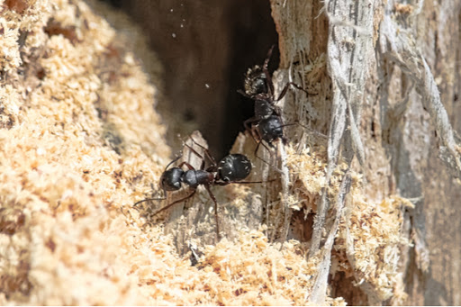 Carpenter ants working on tunnels in wood