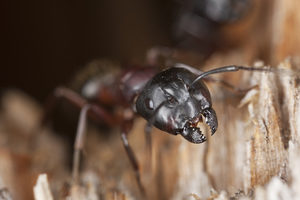 What are carpenter ants?