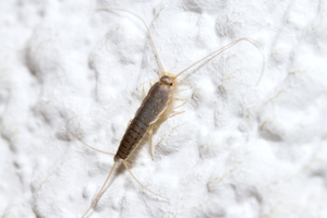 What are silverfish?