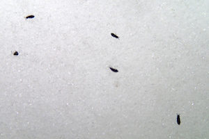 What are snow fleas?