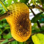 bee hive hanging on a tree limb