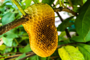 What is a beehive?