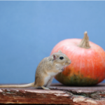 Rodent near a pumpkin. What do rodents want this fall?