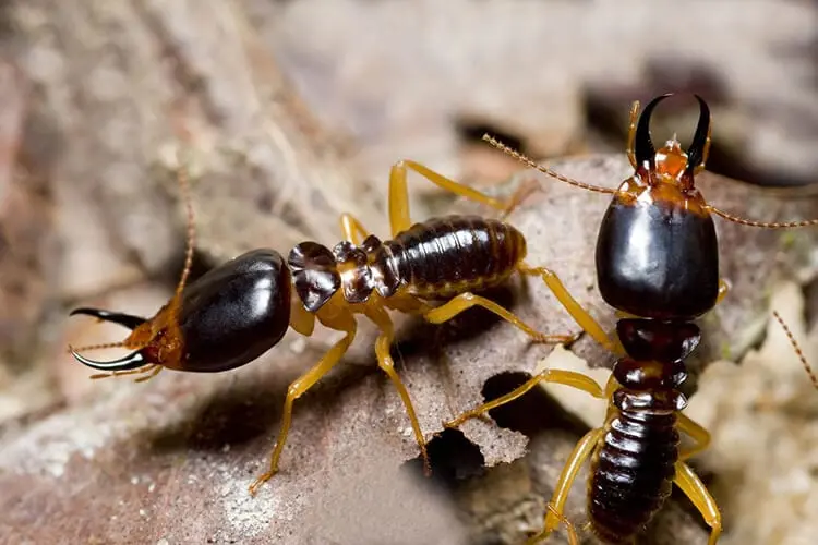 close of of two dark brown termites on a tree.