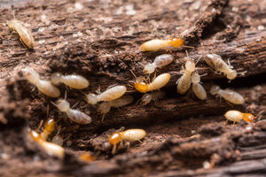 Termites break down wood and paper products to access the cellulose inside.