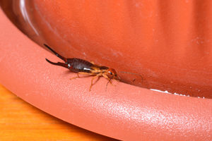 What to do about earwigs
