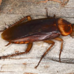 Roach close-up