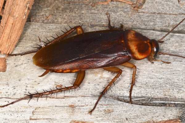 Roach close-up