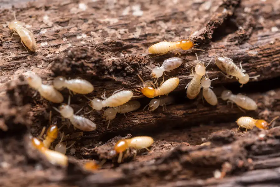 Termites hiding in wood during the winter
